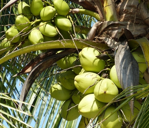 如何选择适合自己的椰子加工生产线？