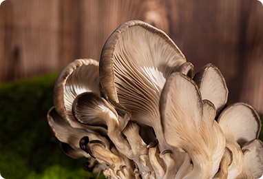 蘑菇罐头生产线