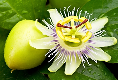 西番莲加工生产线